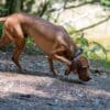dog sniffing