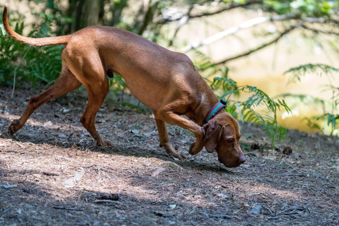 dog sniffing