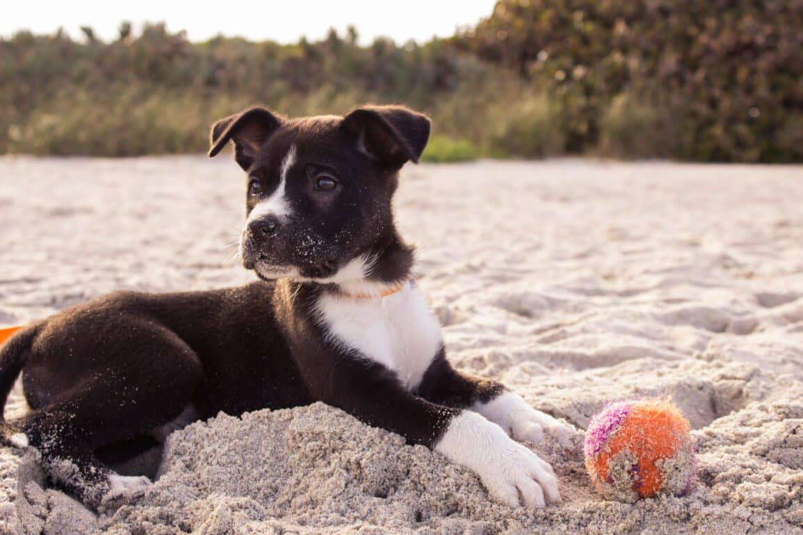 black and white dog sitting on the sand