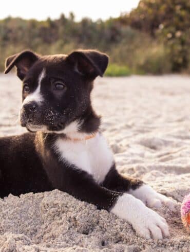black and white dog sitting on the sand