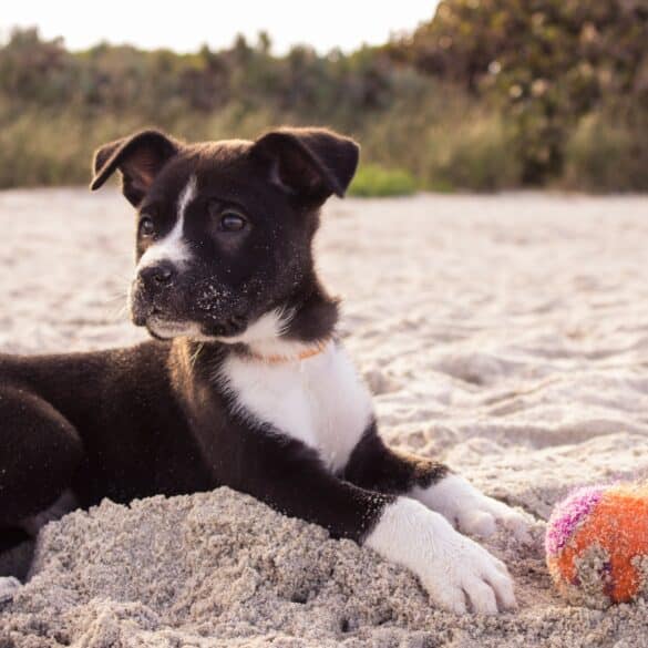 black and white dog sitting on the sand