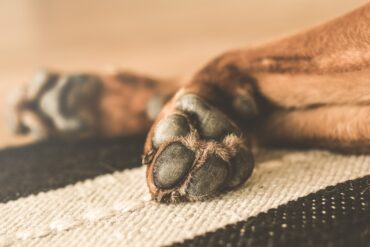 Dry Dog Paws