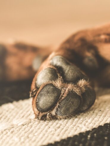 Dry Dog Paws