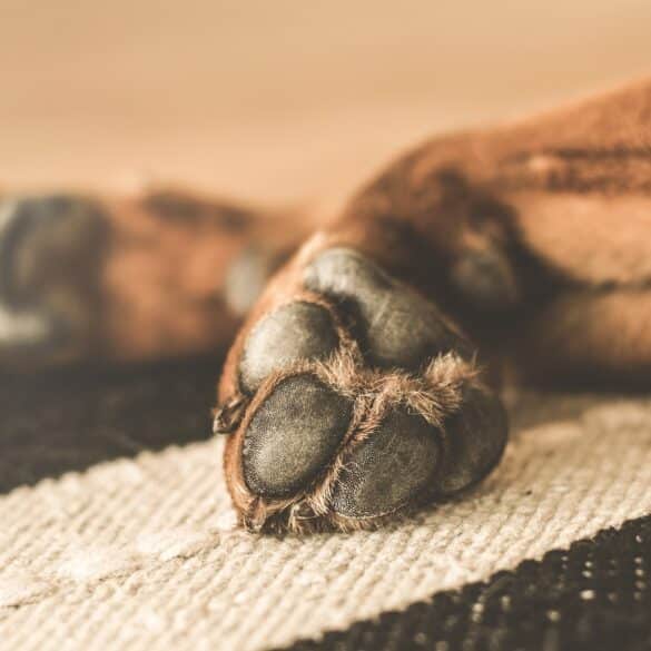 Dry Dog Paws
