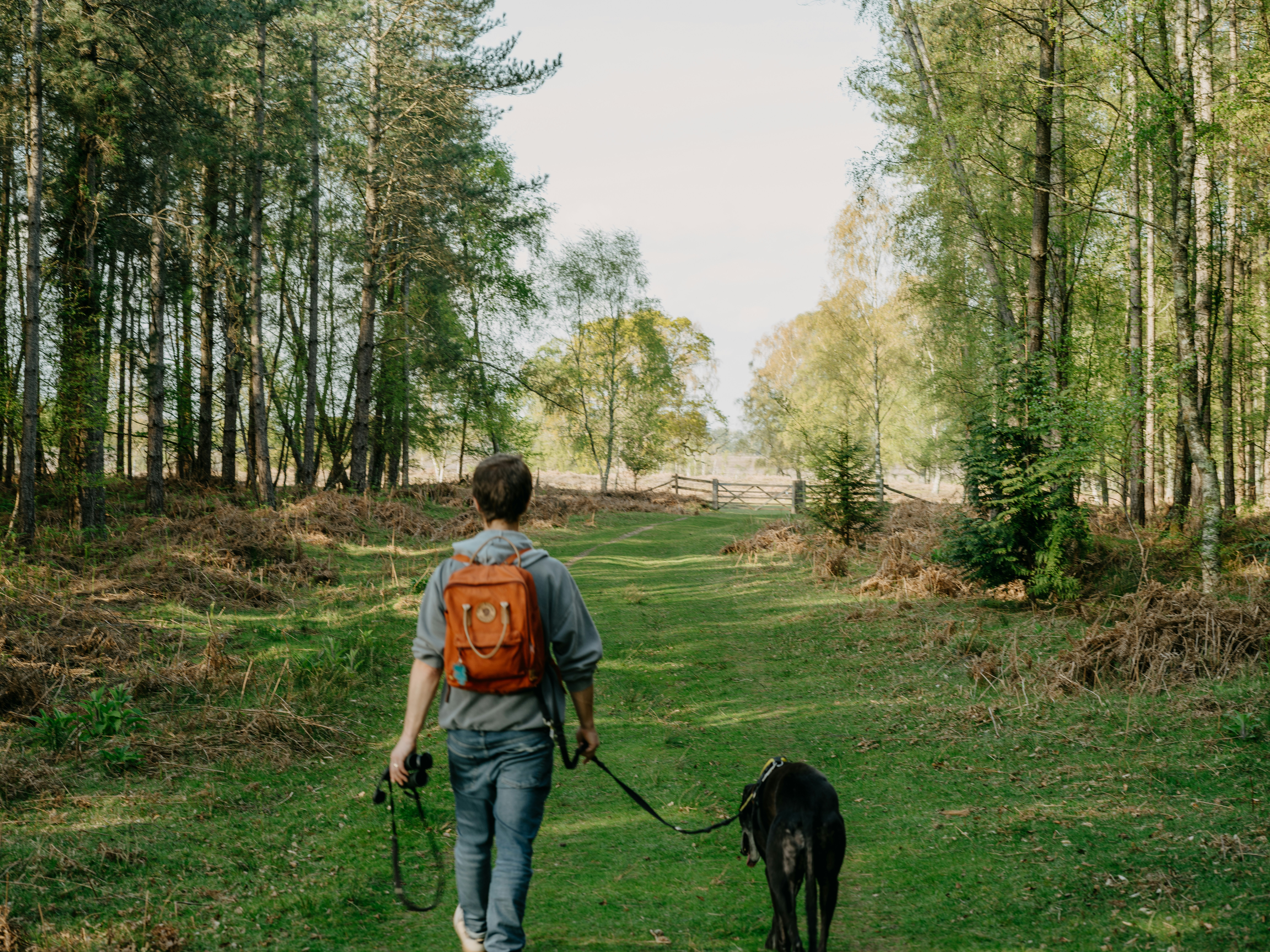 Man walking in a forest with a black dog