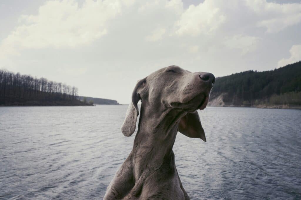 happy greyhound dog