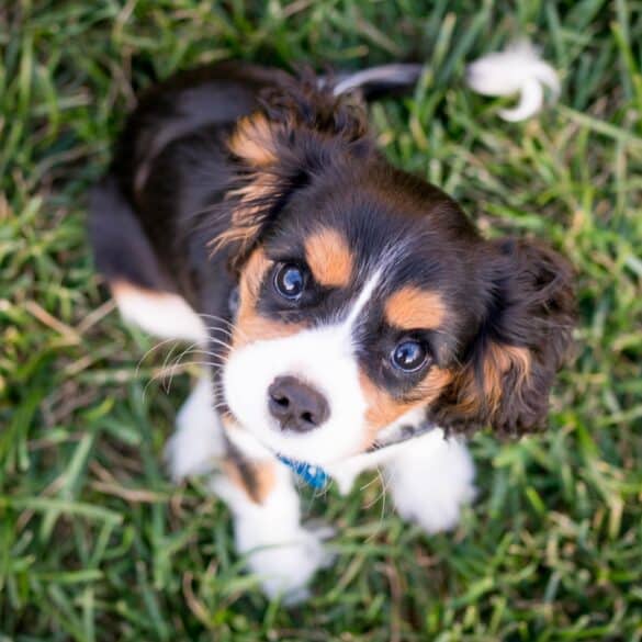 puppy
