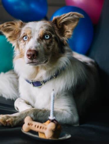 dog with birthday cake