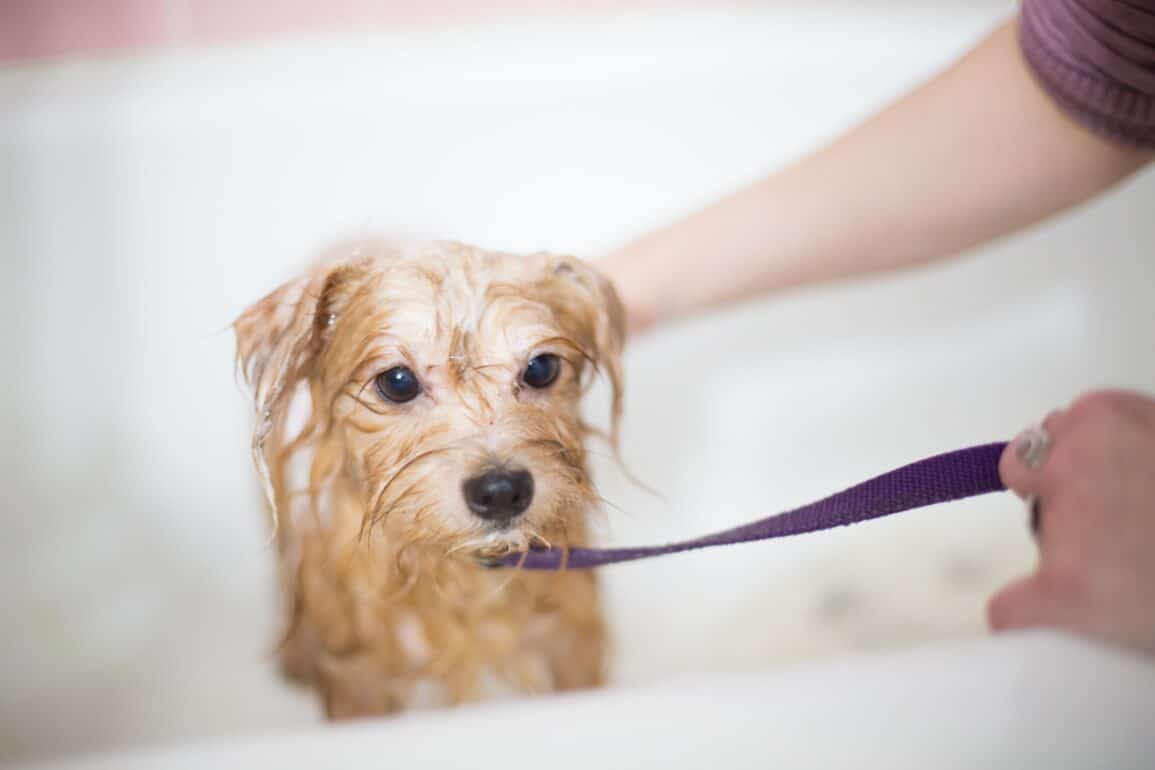 Dog in bathtub