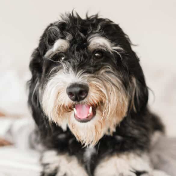 Bernedoodle