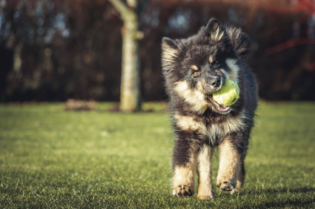 black and white dog playing tennis ball