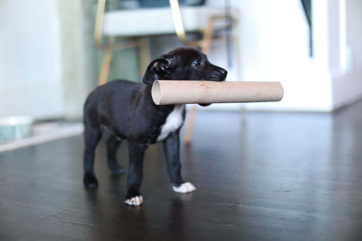 black puppy in apartment
