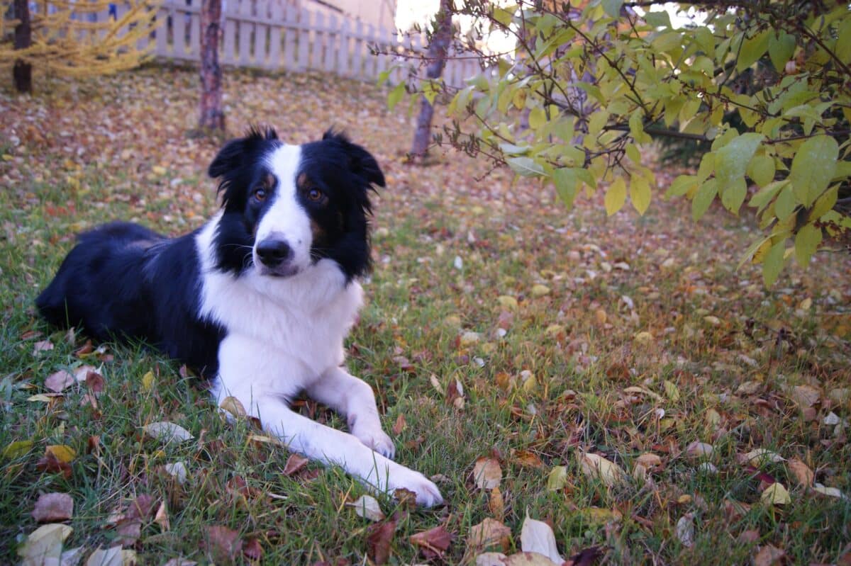 border collie fall orchard