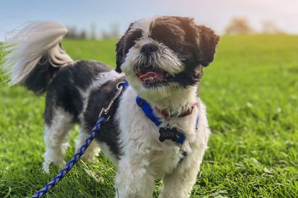 dog on a leash
