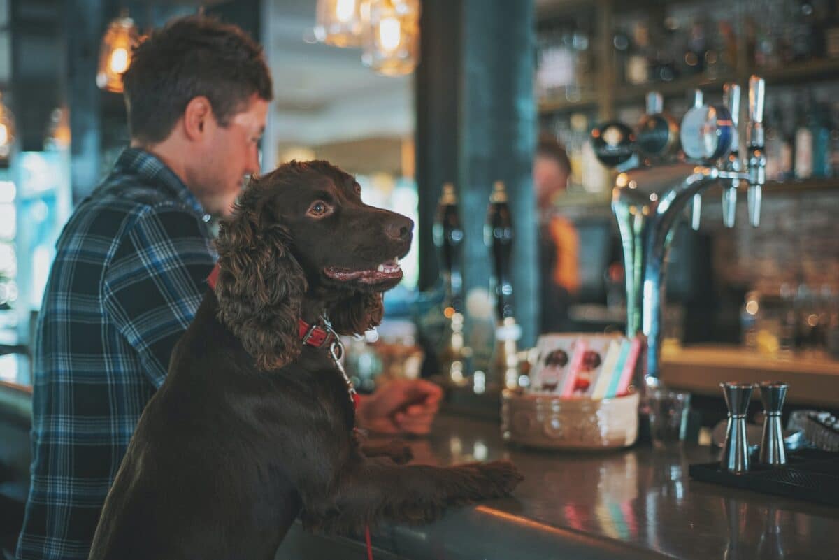 brown dog in a brewery