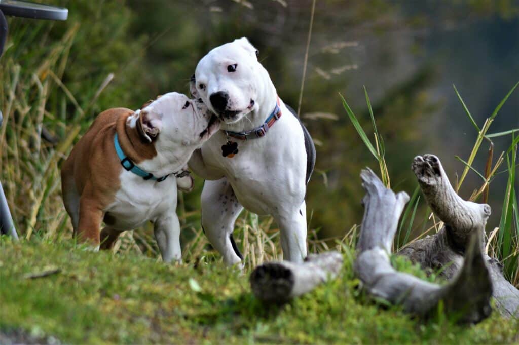 two bull dogs outside in the grass