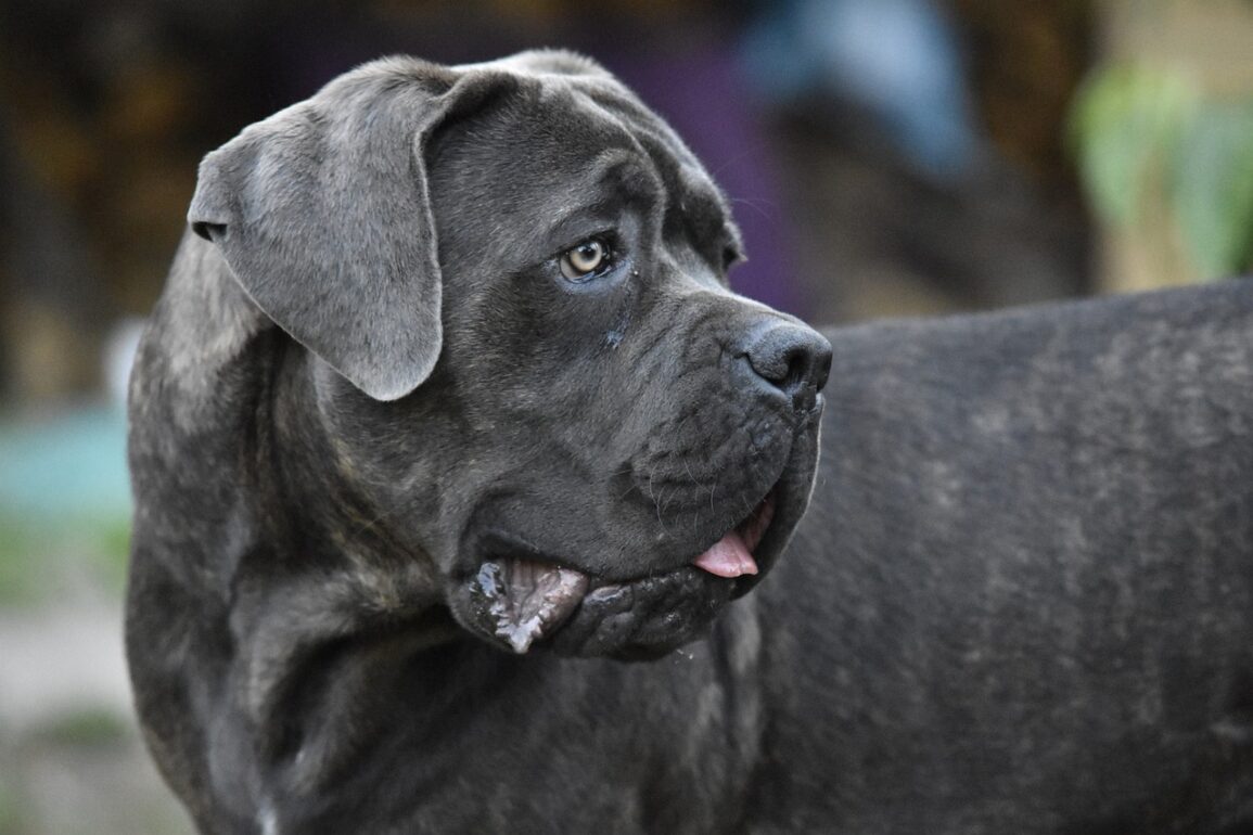 cane corso dog