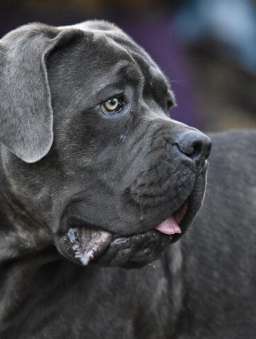 cane corso dog
