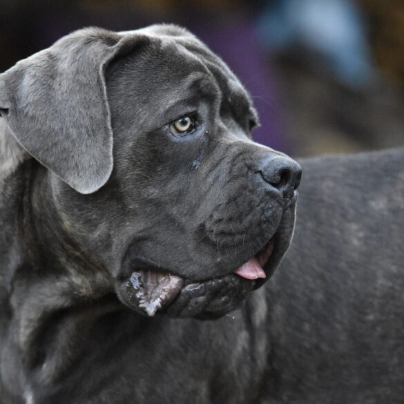 cane corso dog
