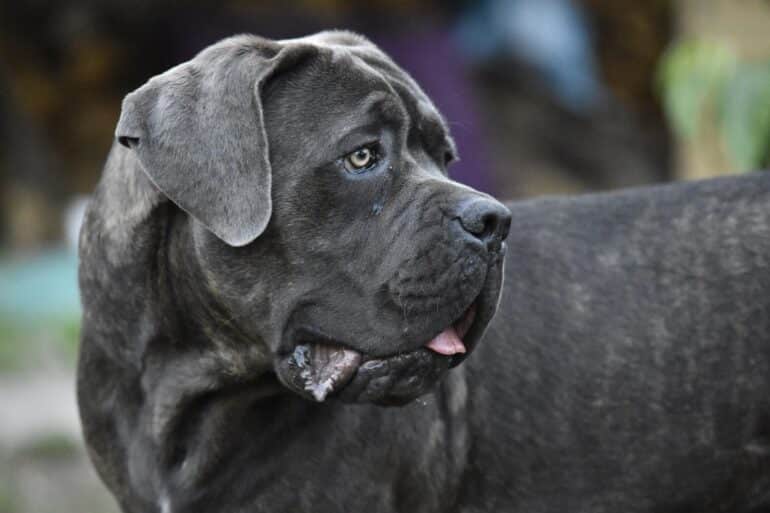 cane corso dog