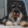 Cute dog in the home