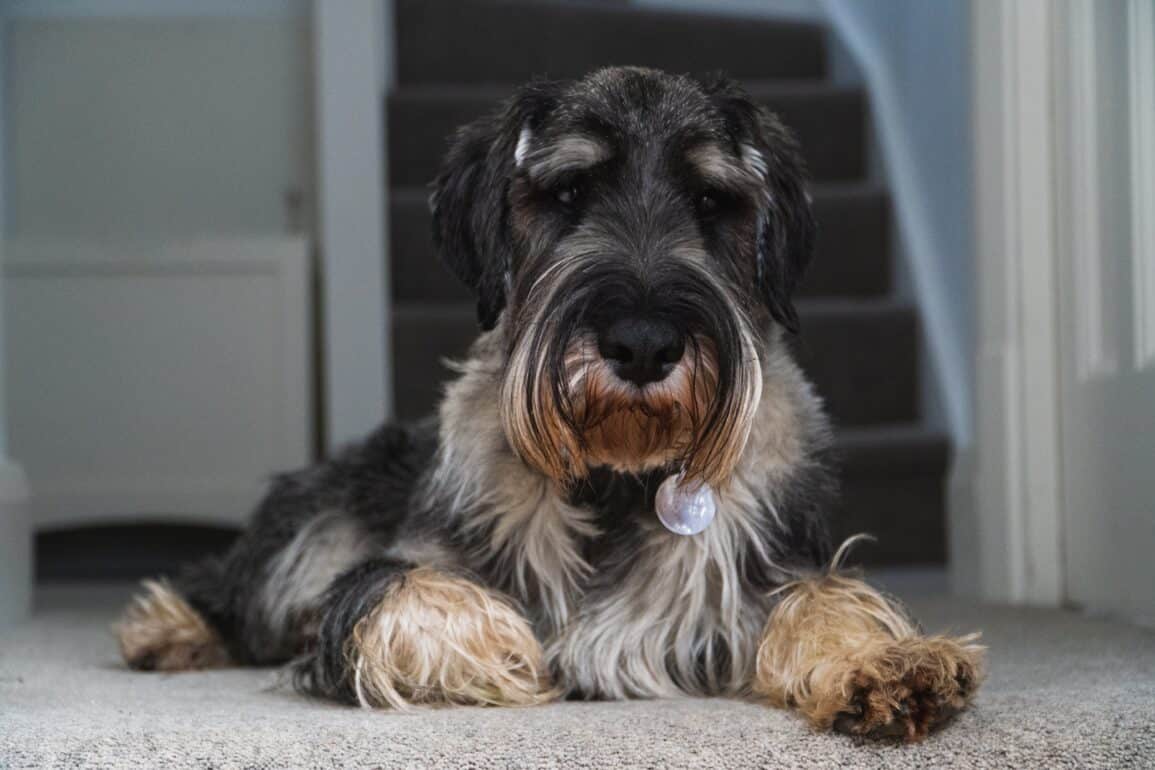 Cute dog in the home