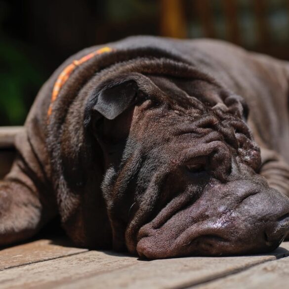 chinese shar-pei dog breed laying on a sunny deck