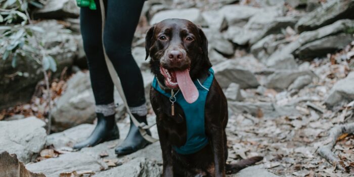 choco labrador funny face hiking