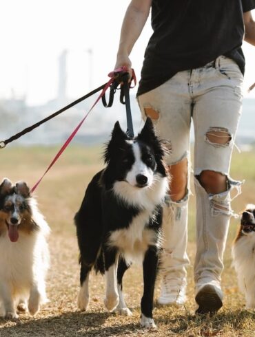 college student walking dogs