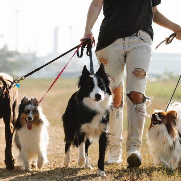 college student walking dogs