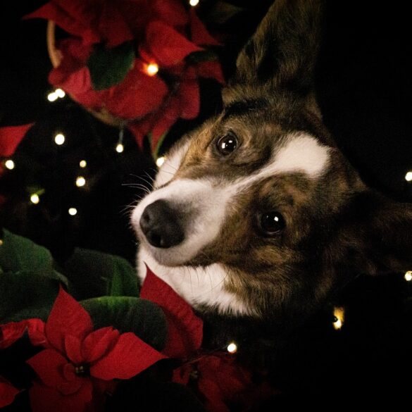 dog with poinsettia