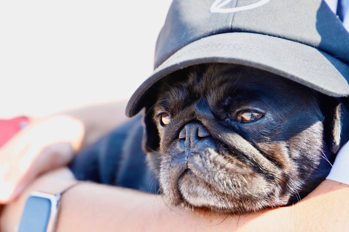 cute black pug baseball cap