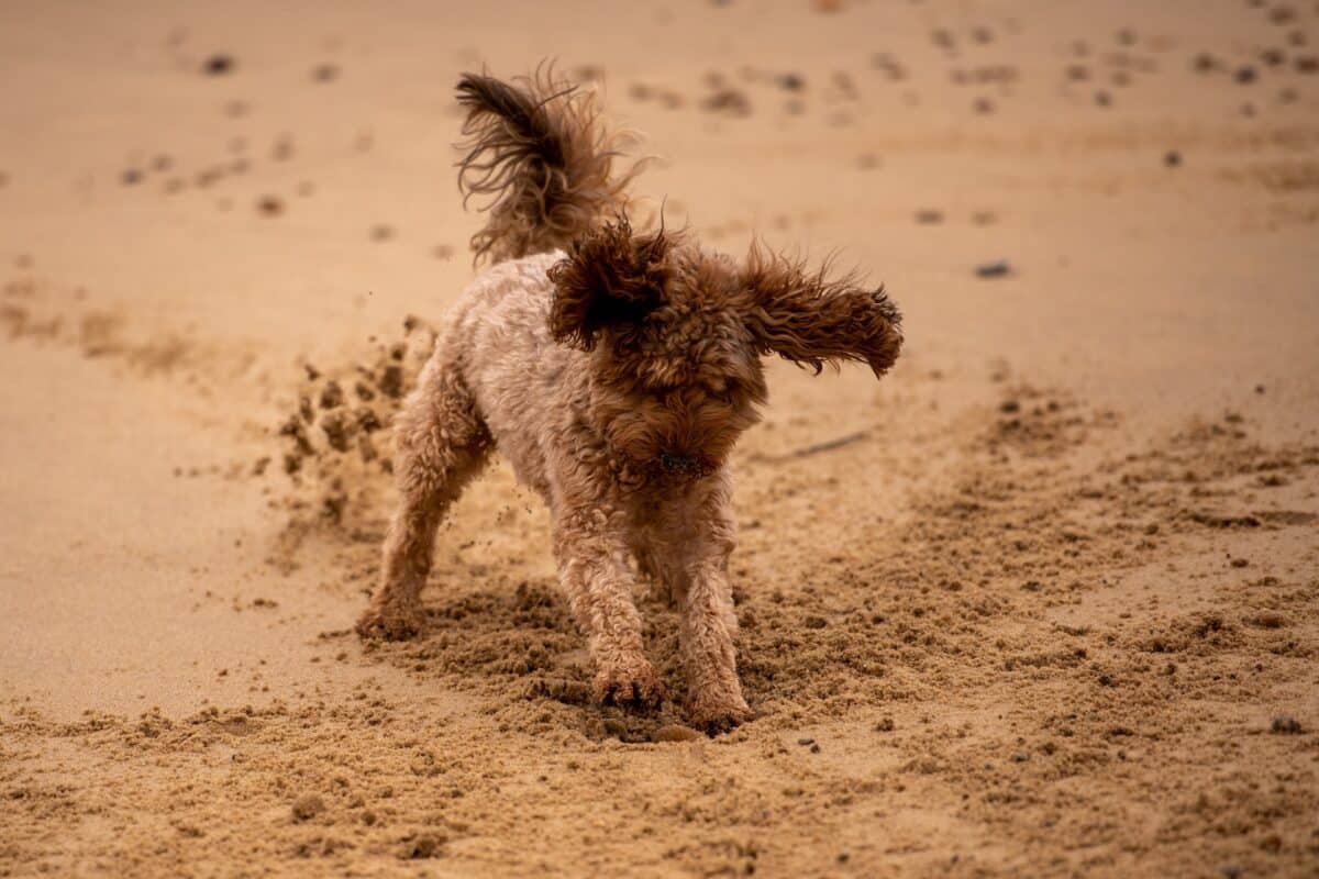 cute brown poodle dog digging sand