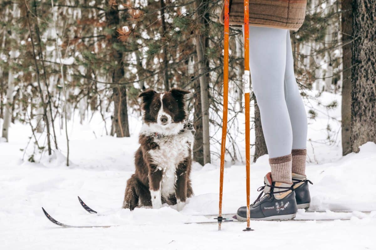 cute dog skiing snowy day