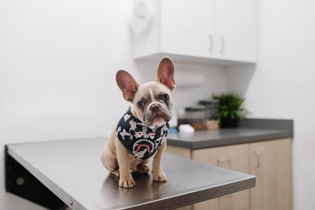 cute frenchie in a vets office