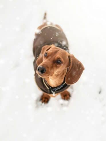 How-to-prevent-hypothermia-in-dachshunds