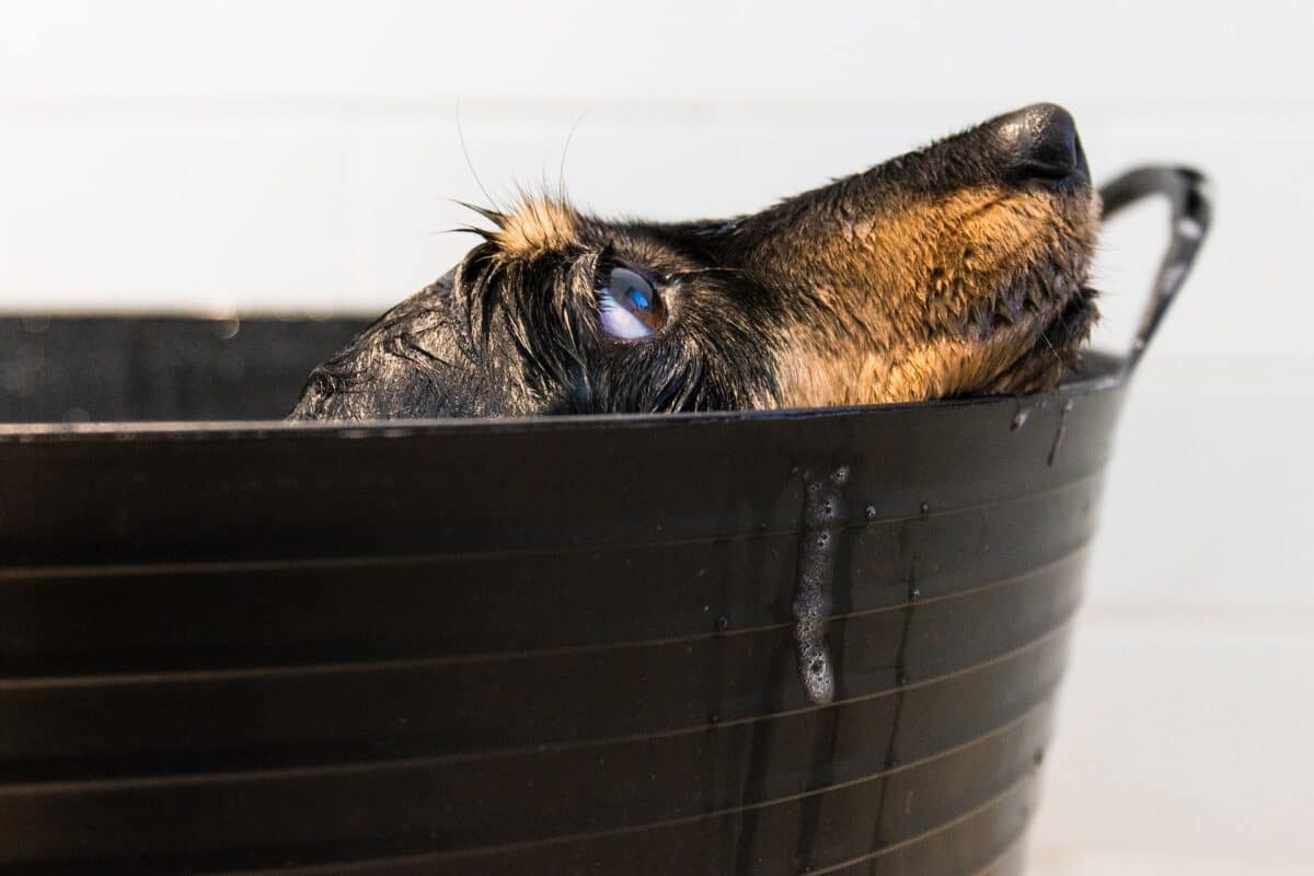 daschund in a basin bath.