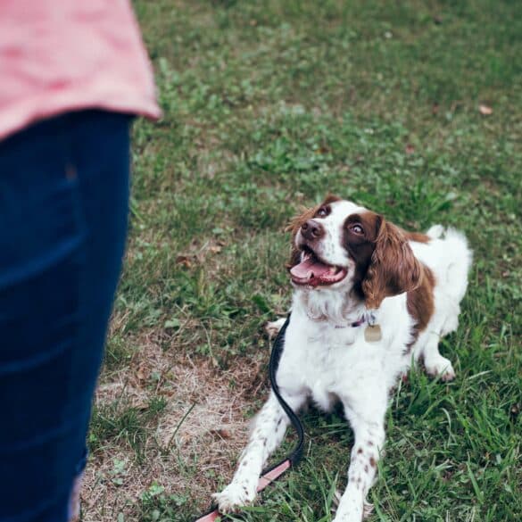 dog training