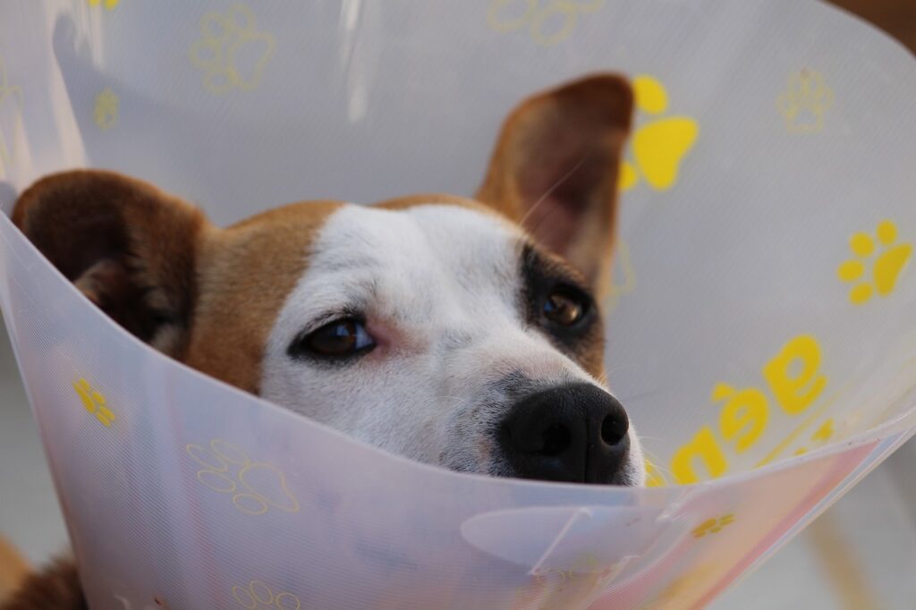 white and brown dog wearing a cone