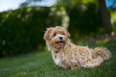 designer dog breed