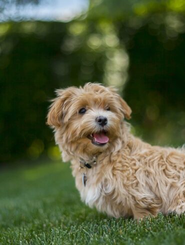designer dog breed
