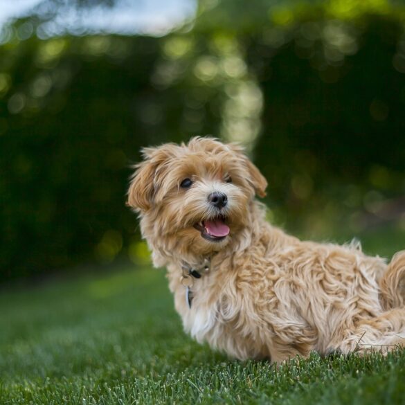 designer dog breed