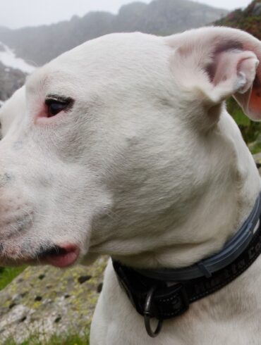 dogo argentino