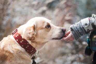 Are Dogs Ticklish