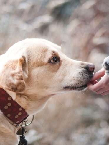 Are Dogs Ticklish