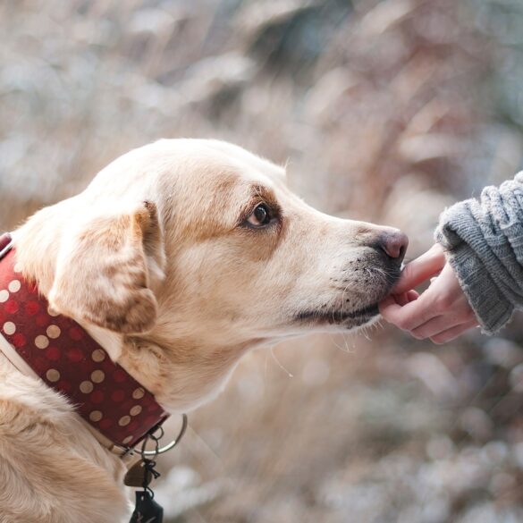 Are Dogs Ticklish