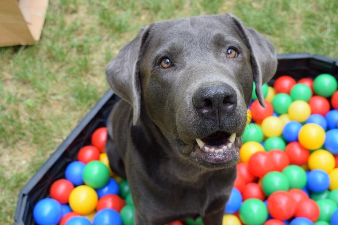 dog in colorful ball pit