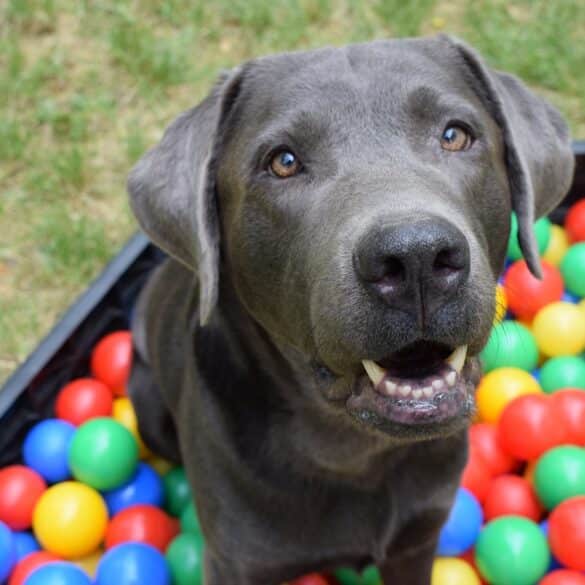dog in colorful ball pit