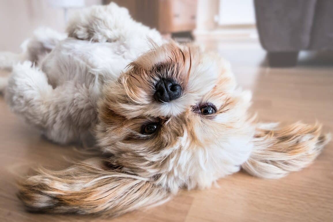 Dog rolling over