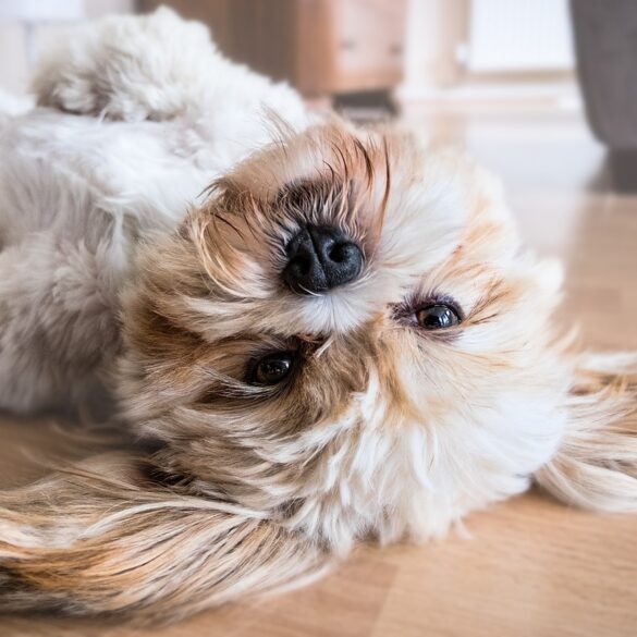 Dog rolling over